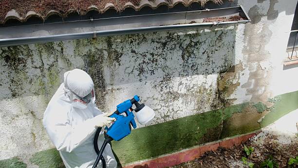 Trusted Black Mold Removal service in Woodsboro, MD - Cheap Mold Removal